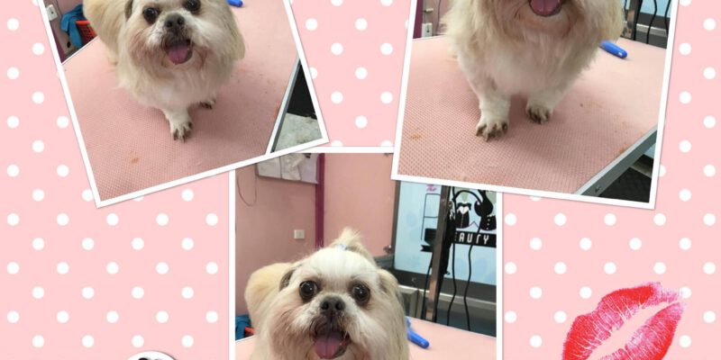 The Pooch Beauty Salon