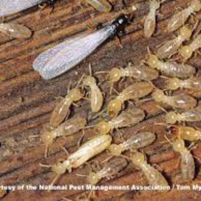 Total Termite & Pest Control