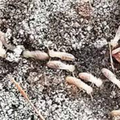 Total Termite & Pest Control