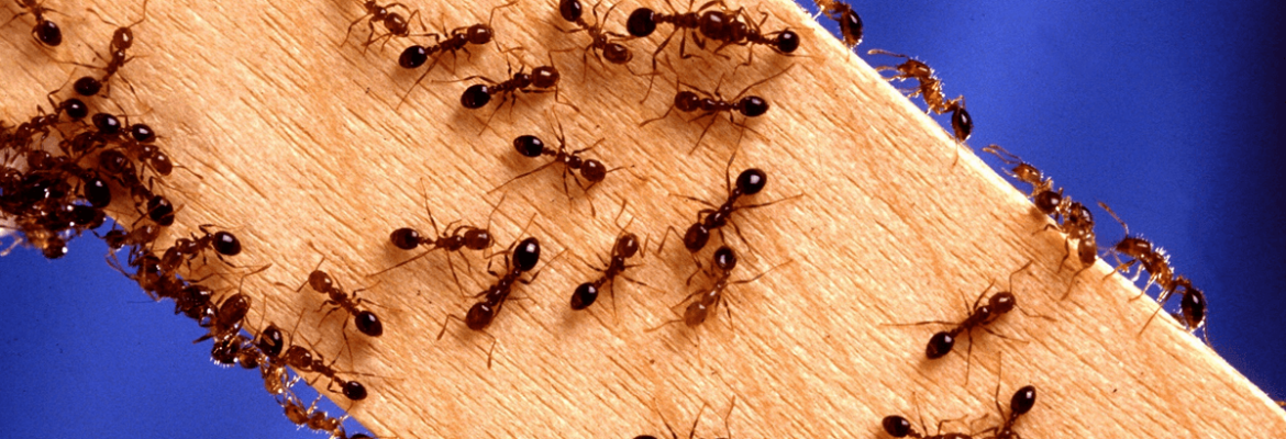 Pest Control Redbank Plains