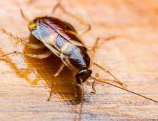 Pest Control Redland Bay