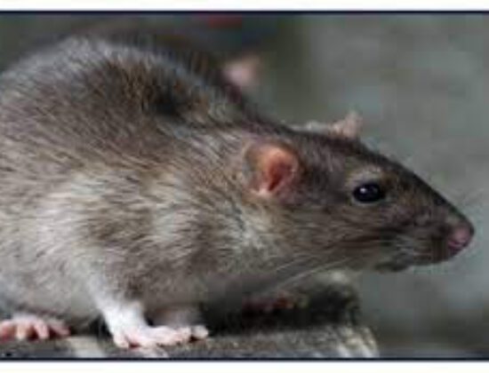 Pest Control Redland Bay