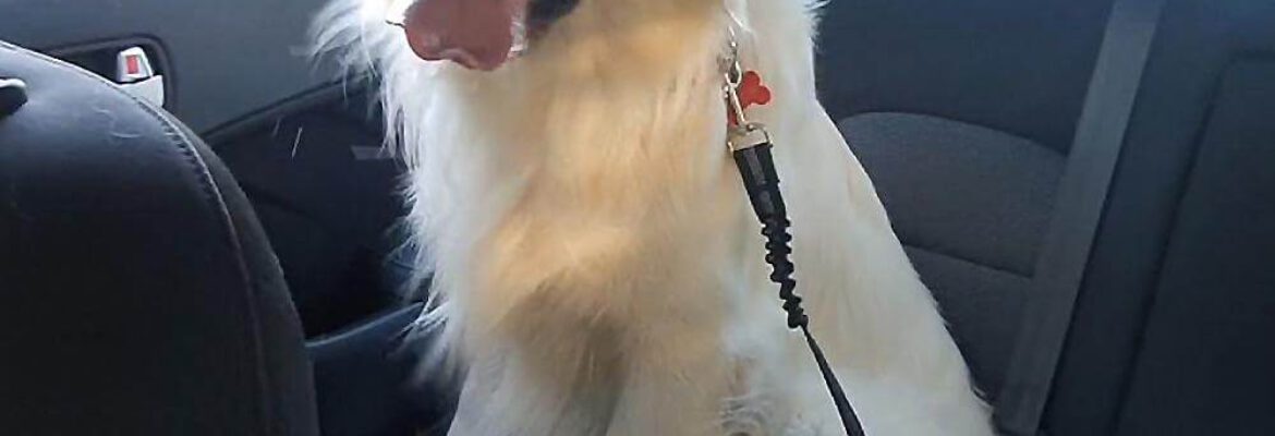 Petbelts Dog Seat Belts