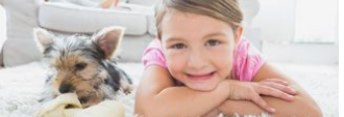 Absolute Carpet Care Brisbane