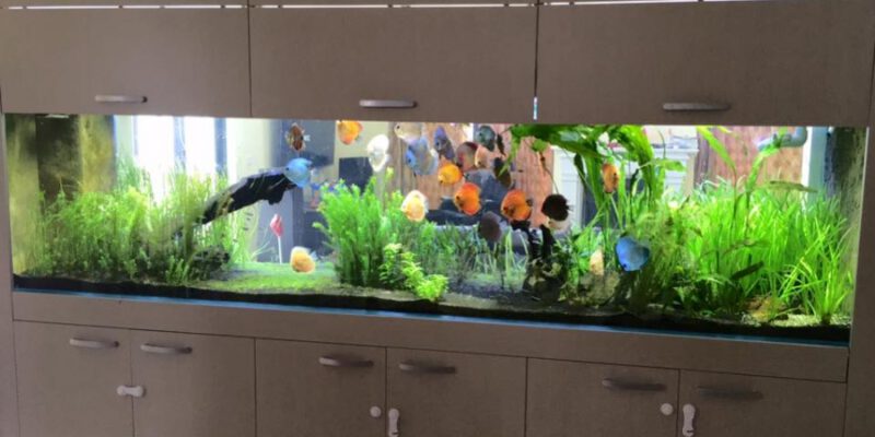 StarFire Aquatics