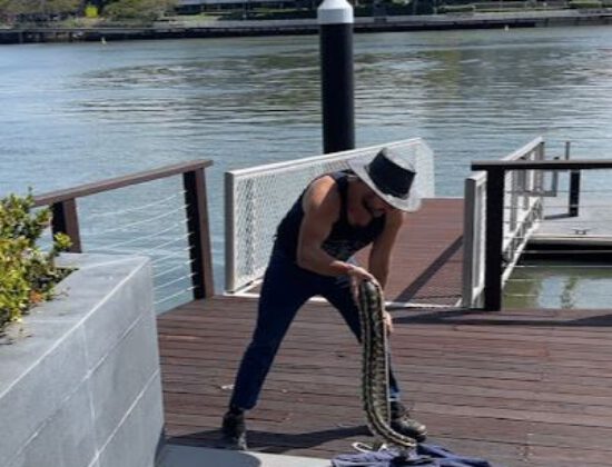 SEQ Snake Catchers