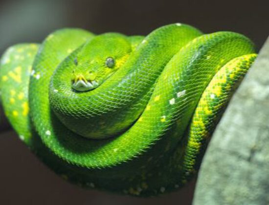 SEQ Snake Catchers
